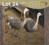 2 X VOLSTRUIS - OSTRICH V/F:2 (Betaal per dier/Pay per animal)