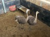 2 X VOLSTRUIS - OSTRICH V/F:2 (Betaal per dier/Pay per animal) - 2