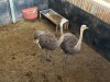 2 X VOLSTRUIS - OSTRICH V/F:2 (Betaal per dier/Pay per animal) - 3