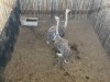 2 X VOLSTRUIS - OSTRICH V/F:2 (Betaal per dier/Pay per animal) - 4