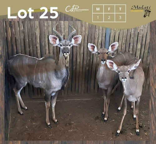 3 X KOEDOE - KUDU M:1 V/F:2 (Betaal per dier/Pay per animal)