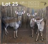 3 X KOEDOE - KUDU M:1 V/F:2 (Betaal per dier/Pay per animal)