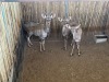 3 X KOEDOE - KUDU M:1 V/F:2 (Betaal per dier/Pay per animal) - 2