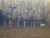 3 X KOEDOE - KUDU M:1 V/F:2 (Betaal per dier/Pay per animal) - 3