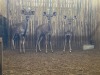 3 X KOEDOE - KUDU M:1 V/F:2 (Betaal per dier/Pay per animal) - 4