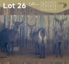 3 X WATERBOK - WATERBUCK V/F:3 (Betaal per dier/Pay per animal)