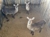 3 X WATERBOK - WATERBUCK V/F:3 (Betaal per dier/Pay per animal) - 2