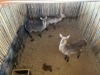 3 X WATERBOK - WATERBUCK V/F:3 (Betaal per dier/Pay per animal) - 3
