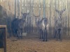 3 X WATERBOK - WATERBUCK V/F:3 (Betaal per dier/Pay per animal) - 4