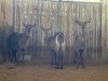 3 X WATERBOK - WATERBUCK V/F:3 (Betaal per dier/Pay per animal) - 5