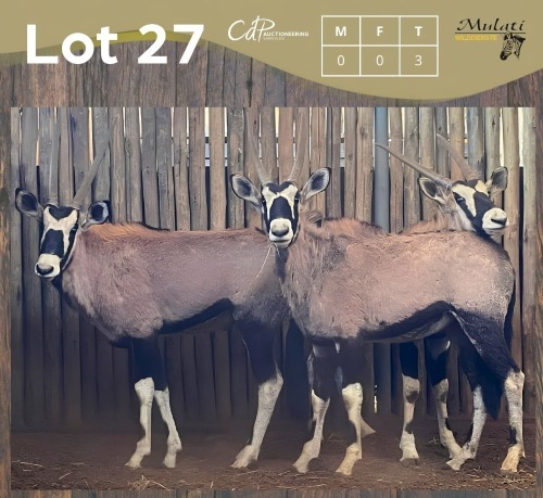 3 X GEMSBOK - ORYX (Betaal per dier/Pay per animal)