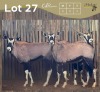 3 X GEMSBOK - ORYX (Betaal per dier/Pay per animal)