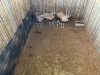 3 X GEMSBOK - ORYX (Betaal per dier/Pay per animal) - 2