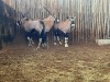 3 X GEMSBOK - ORYX (Betaal per dier/Pay per animal) - 3