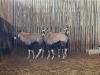3 X GEMSBOK - ORYX (Betaal per dier/Pay per animal) - 4