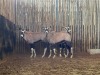 3 X GEMSBOK - ORYX (Betaal per dier/Pay per animal) - 5