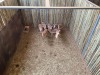 8 X ROOIBOK - IMPALA M:2 V/F:6 (Betaal per dier/Pay per animal) - 2