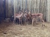 8 X ROOIBOK - IMPALA M:2 V/F:6 (Betaal per dier/Pay per animal) - 3
