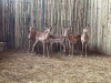 8 X ROOIBOK - IMPALA M:2 V/F:6 (Betaal per dier/Pay per animal) - 4