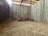8 X ROOIBOK - IMPALA M:2 V/F:6 (Betaal per dier/Pay per animal) - 5
