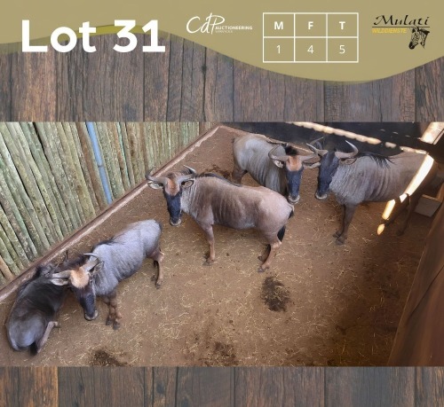5 X BLOUWILDEBEES - BLUE WILDEBEEST M:1 V/F:4 (Betaal per dier/Pay per animal)