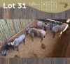 5 X BLOUWILDEBEES - BLUE WILDEBEEST M:1 V/F:4 (Betaal per dier/Pay per animal)