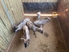 5 X BLOUWILDEBEES - BLUE WILDEBEEST M:1 V/F:4 (Betaal per dier/Pay per animal) - 2