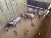 5 X BLOUWILDEBEES - BLUE WILDEBEEST M:1 V/F:4 (Betaal per dier/Pay per animal) - 3