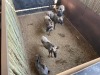 5 X BLOUWILDEBEES - BLUE WILDEBEEST M:1 V/F:4 (Betaal per dier/Pay per animal) - 4