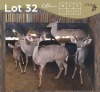 4+1 X KOEDOE - KUDU M:1 V/F:3+1 (Betaal per dier/Pay per animal)