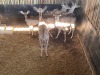 4+1 X KOEDOE - KUDU M:1 V/F:3+1 (Betaal per dier/Pay per animal) - 2