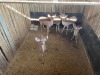 4+1 X KOEDOE - KUDU M:1 V/F:3+1 (Betaal per dier/Pay per animal) - 4
