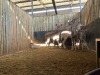 4+1 X KOEDOE - KUDU M:1 V/F:3+1 (Betaal per dier/Pay per animal) - 5