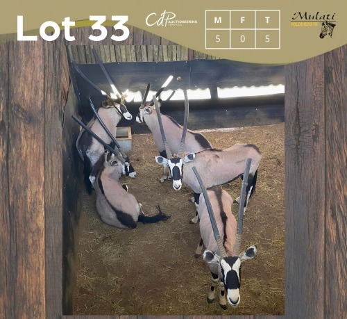 5 X GEMSBOK - ORYX M:5 (Betaal per dier/Pay per animal)