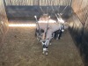 5 X GEMSBOK - ORYX M:5 (Betaal per dier/Pay per animal) - 2