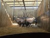 5 X GEMSBOK - ORYX M:5 (Betaal per dier/Pay per animal) - 3