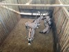 5 X GEMSBOK - ORYX M:5 (Betaal per dier/Pay per animal) - 4
