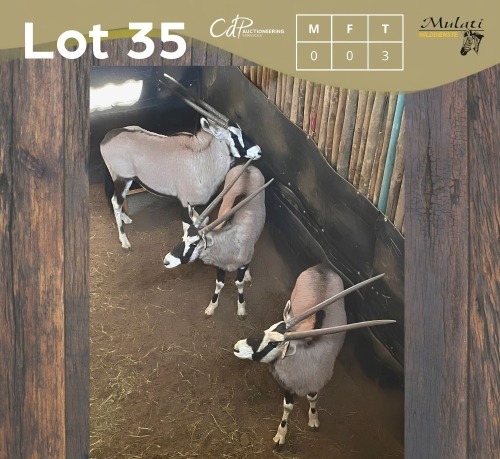 3 X GEMSBOK - ORYX (Betaal per dier/Pay per animal)