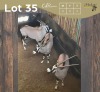 3 X GEMSBOK - ORYX (Betaal per dier/Pay per animal)