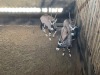 3 X GEMSBOK - ORYX (Betaal per dier/Pay per animal) - 2