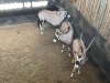 3 X GEMSBOK - ORYX (Betaal per dier/Pay per animal) - 3