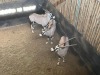 3 X GEMSBOK - ORYX (Betaal per dier/Pay per animal) - 4