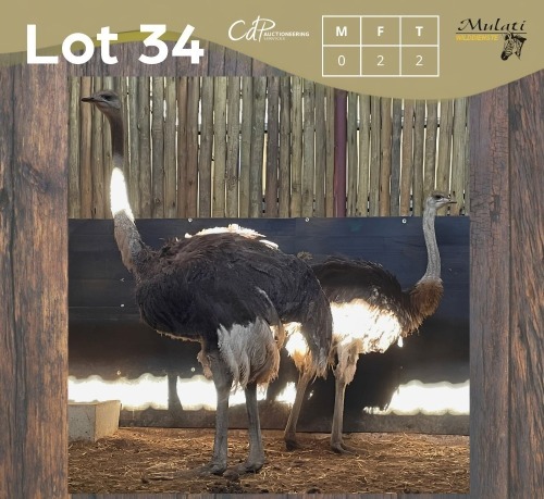 2 X VOLSTRUIS - OSTRICH V/F:2 (Betaal per dier/Pay per animal)