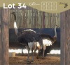 2 X VOLSTRUIS - OSTRICH V/F:2 (Betaal per dier/Pay per animal)