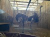 2 X VOLSTRUIS - OSTRICH V/F:2 (Betaal per dier/Pay per animal) - 2