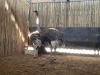 2 X VOLSTRUIS - OSTRICH V/F:2 (Betaal per dier/Pay per animal) - 3