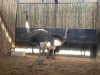 2 X VOLSTRUIS - OSTRICH V/F:2 (Betaal per dier/Pay per animal) - 4