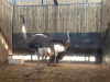 2 X VOLSTRUIS - OSTRICH V/F:2 (Betaal per dier/Pay per animal) - 5