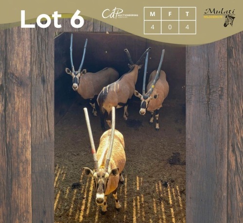 4 X GEMSBOK - ORYX M:4 (Betaal per dier/Pay per animal)