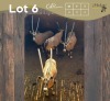 4 X GEMSBOK - ORYX M:4 (Betaal per dier/Pay per animal)
